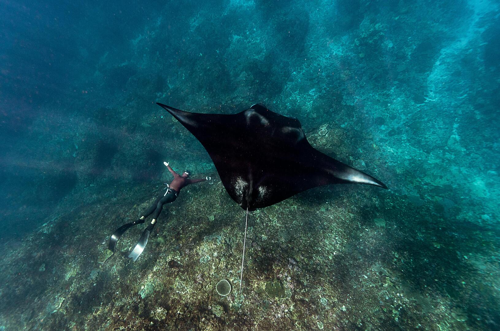 Hanifaru Bay Manta Ray Sanctuary