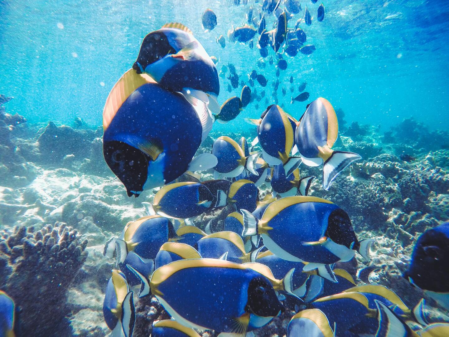 Maldives Marine Life Jet Ski Safari